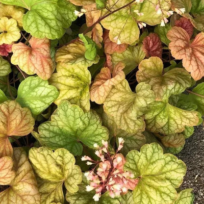 Саджанець гейхери  Шампань (Heuchera Champagne)