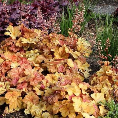 Саджанець гейхери  Шампань (Heuchera Champagne)