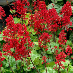  Саджанець гейхери Токіо (Heuchera 'Tokyo')