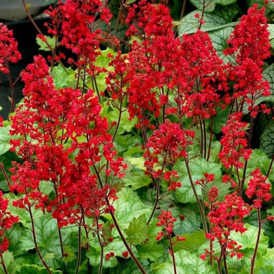 Саджанець гейхери Токіо (Heuchera 'Tokyo')