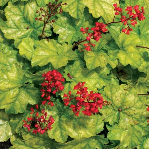 Саджанець гейхери Токіо (Heuchera 'Tokyo')