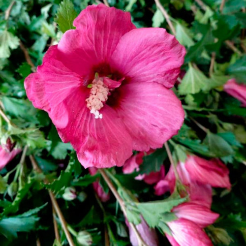 Саджанець гібіскуса Flower Tower Ruby