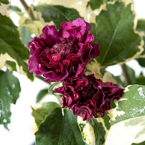 Саджанець гібіскуса Purpureus Wariegatus
