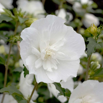 Саджанець гібіскуса White Chiffon