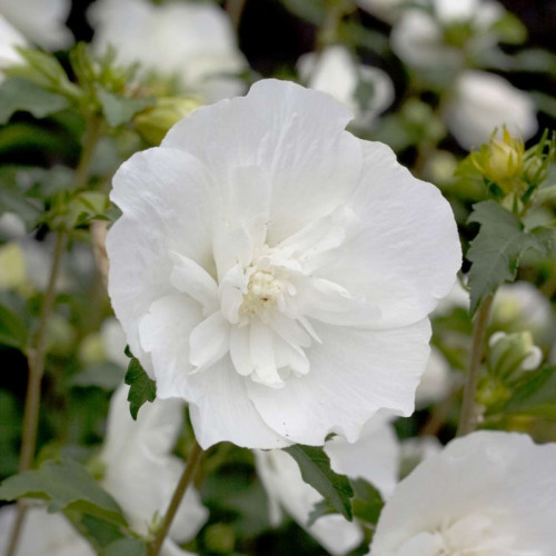 Саджанець гібіскуса White Chiffon