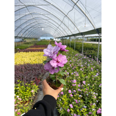 Саджанець гібіскуса Ardens
