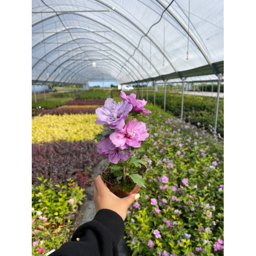 Саджанець гібіскуса Ardens