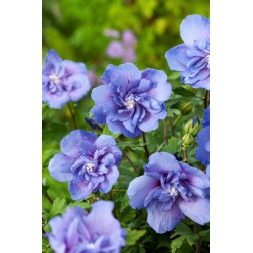Саджанець гібіскуса Blue Chiffon