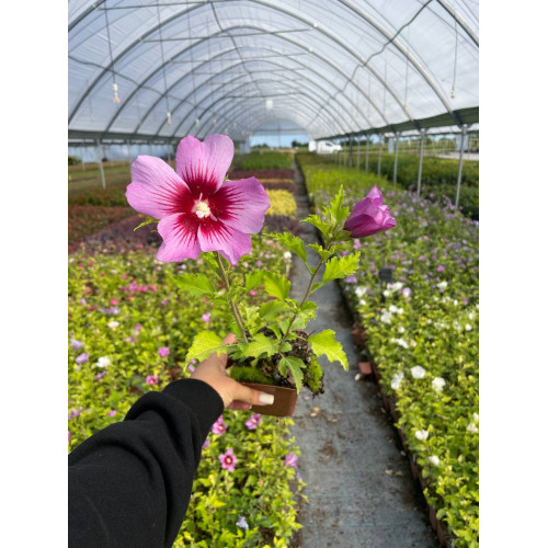 Саджанець гібіскуса Flower Tower Purple
