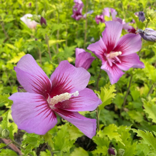 Саджанець гібіскуса Flower Tower Purple