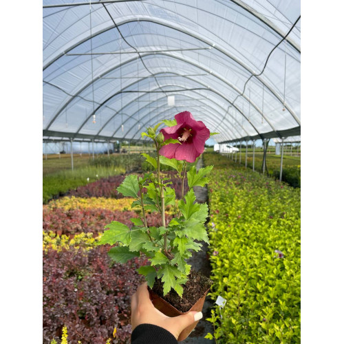 Саджанець гібіскуса Flower Tower Ruby