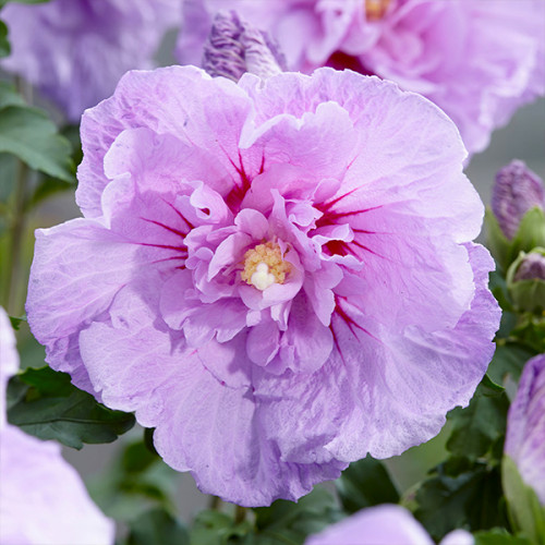 Саджанець гібіскуса Lavender Chiffon