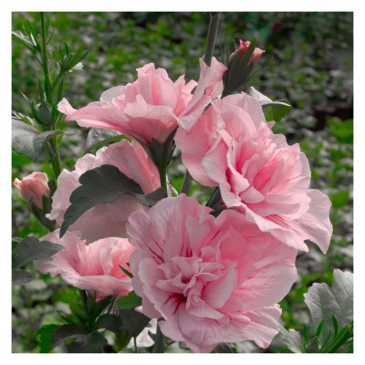Саджанець гібіскуса Pink Chiffon