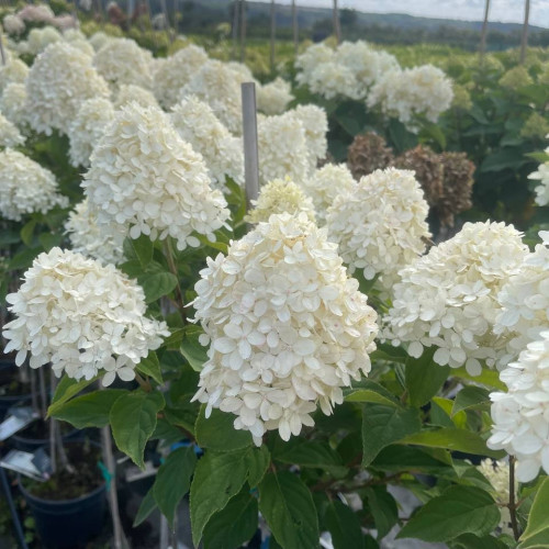 Саджанець гортензії   Living Little Blossom