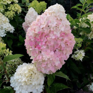Саджанець гортензії волотистої Living Pink & Rose Саджанець гортензії волотистої Living Pink & Rose