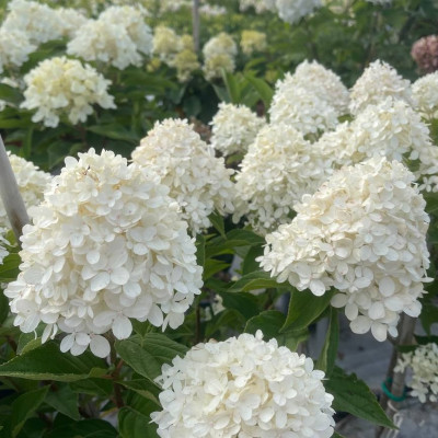 Саджанець гортензії   Living  Сotton Cream
