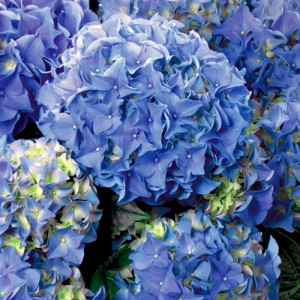 Саджанець гортензії широколистої Early Blue Саджанець гортензії широколистої Early Blue