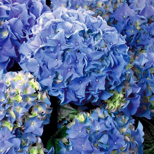 Саджанець гортензії  Early Blue