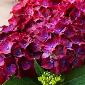 Саджанець гортензії широколистої Speedy Red Purple