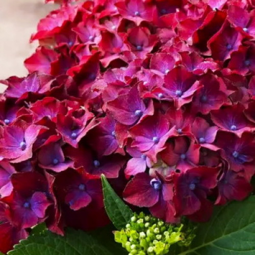 Саджанець гортензії Speedy Red Purple