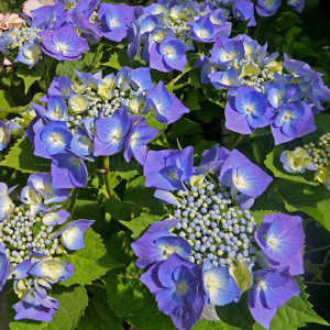 Саджанець гортензії  широколистої  Blaumeise