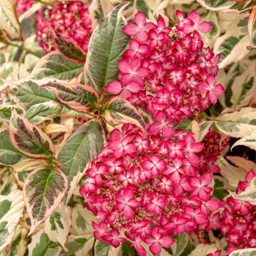 Саджанець гортензії   Euphoria Pink