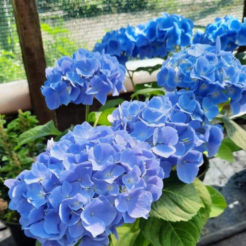 Саджанець гортензії   Fabolo Blue