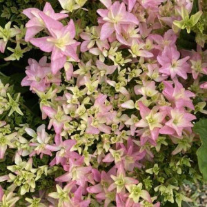 Саджанець гортензії широколистої   Floria