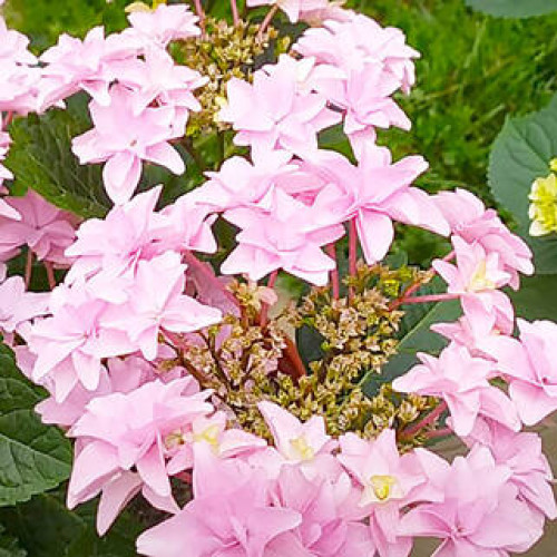 Саджанець гортензії   Floria