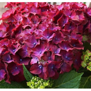 Саджанець гортензії широколистої   Hot Red Purple