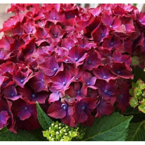 Саджанець гортензії   Hot Red Purple