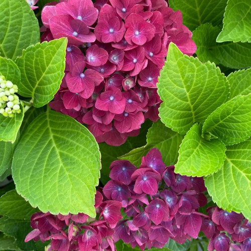 Саджанець гортензії   Purple Rain