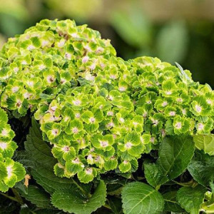 Саджанець гортензії  широколистої Rembrandt Vibran Verde