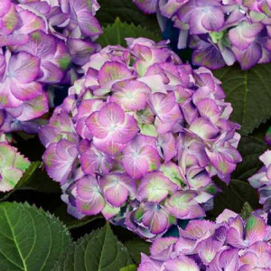 Саджанець гортензії широколистої Sweet Lips Purple Саджанець гортензії широколистої Sweet Lips Purple