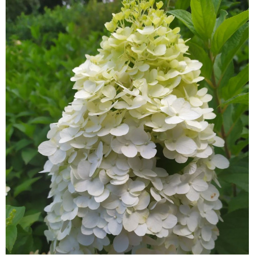 Саджанець гортензії Hercules