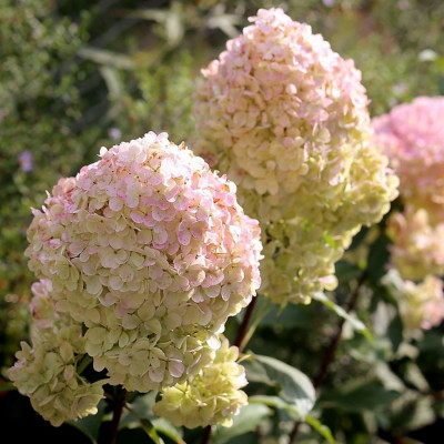 Саджанець гортензії Magical Sweet  Summer