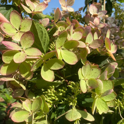 Саджанець гортензії Pastel Green