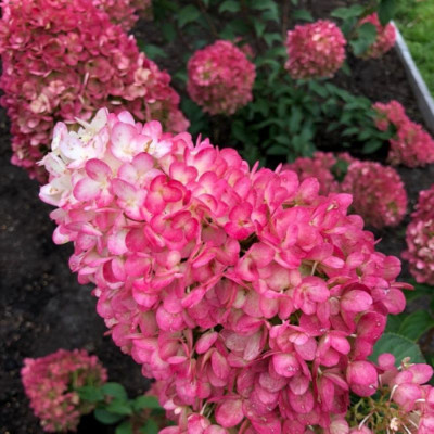 Саджанець гортензії  Strawberry  Blossom