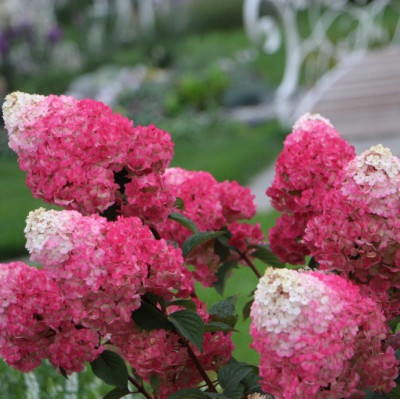Саджанець гортензії  Strawberry  Blossom