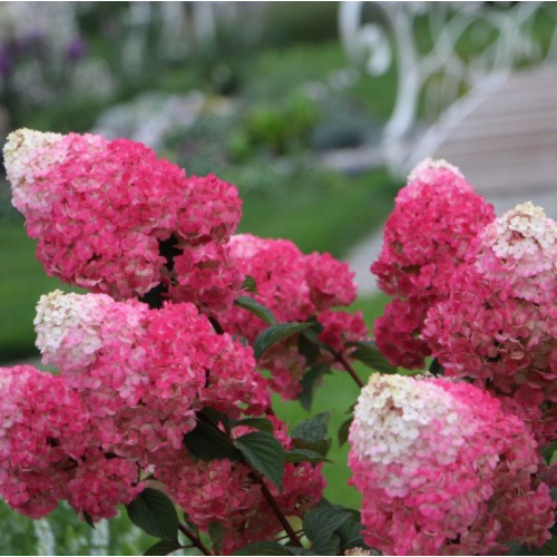 Саджанець гортензії  Strawberry  Blossom