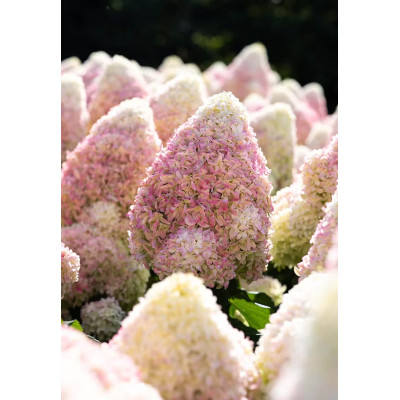Саджанець гортензії   Living Candy Love