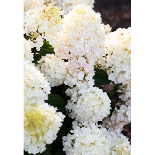 Саджанець гортензії   Living Little Blossom