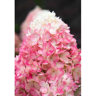 Саджанець гортензії   Living Raspberry Pink