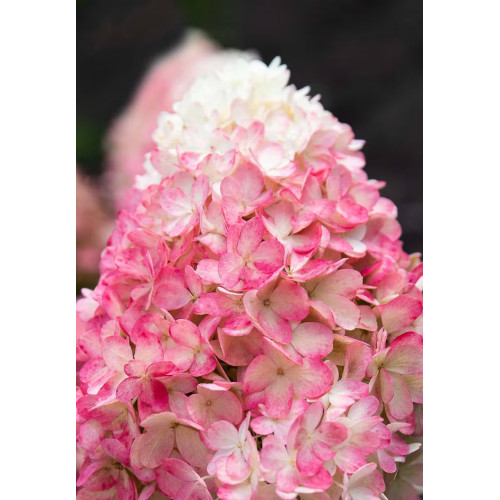 Саджанець гортензії   Living Raspberry Pink