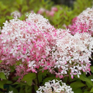 Саджанець гортензії волотистої Royal Flower Саджанець гортензії волотистої Royal Flower