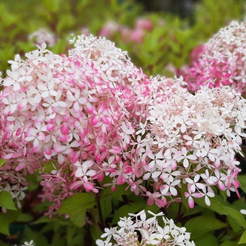 Саджанець гортензії   Royal Flower
