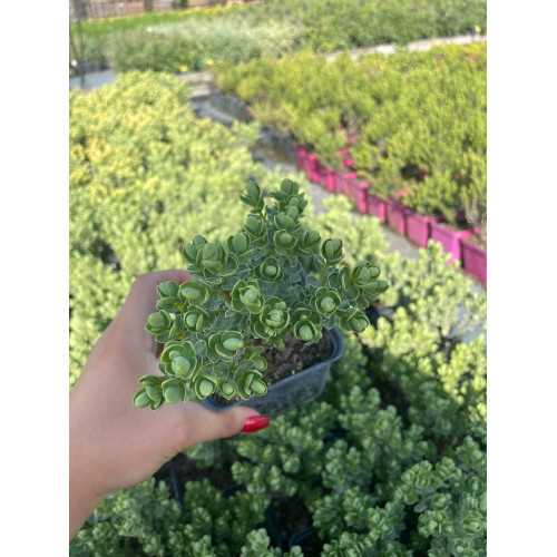 Саджанець хебе Topiaria