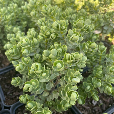 Саджанець хебе Topiaria