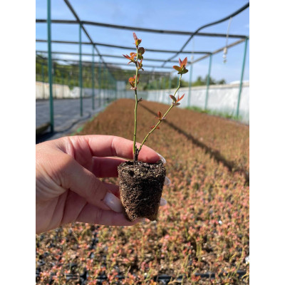 Касетна розсада лохини Елліот ( in-vitro)