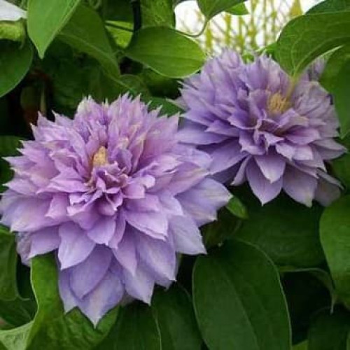 Саджанець клематису BELLE OF WOKING